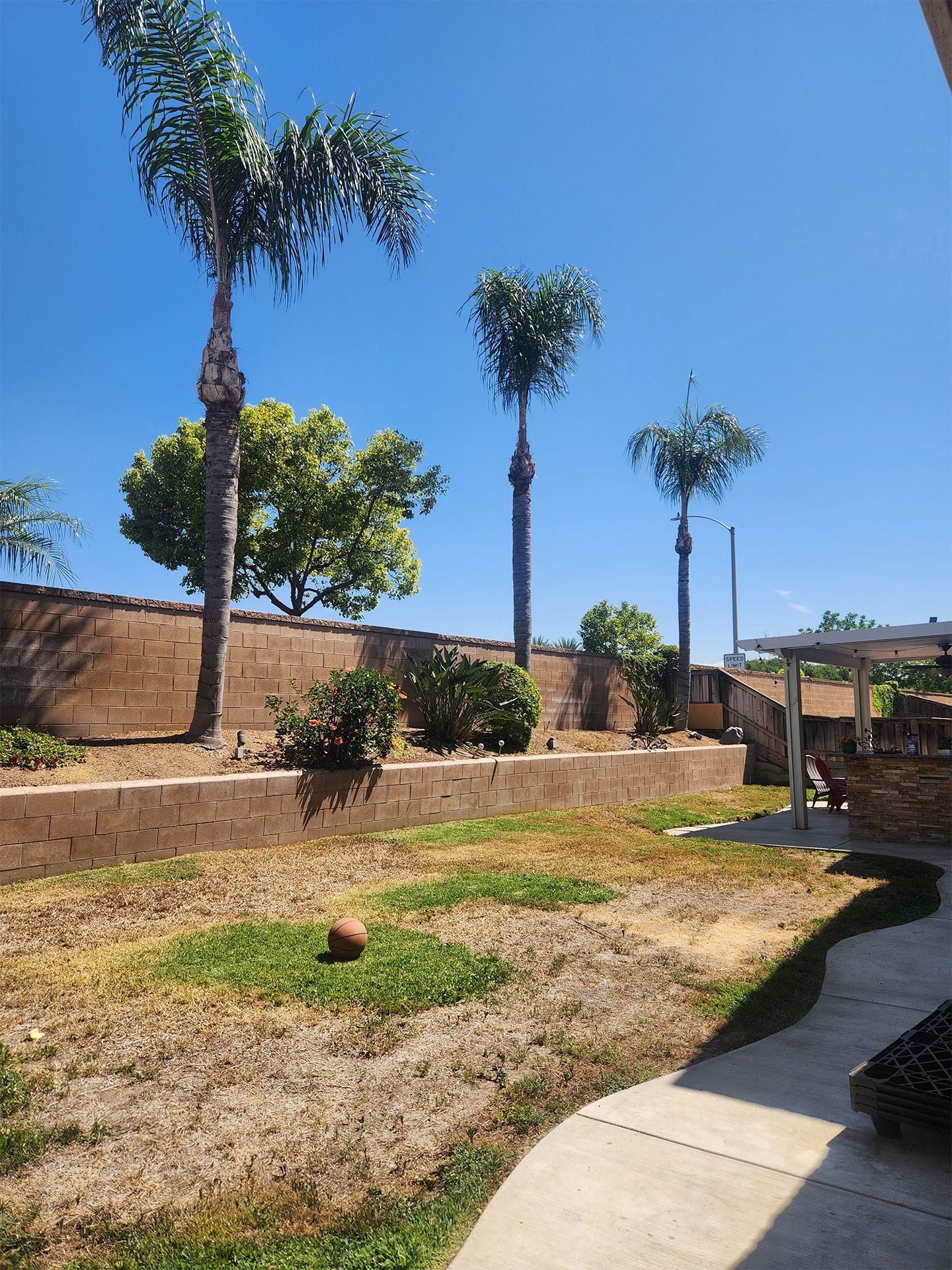 A lawn with palm trees and a brick wall