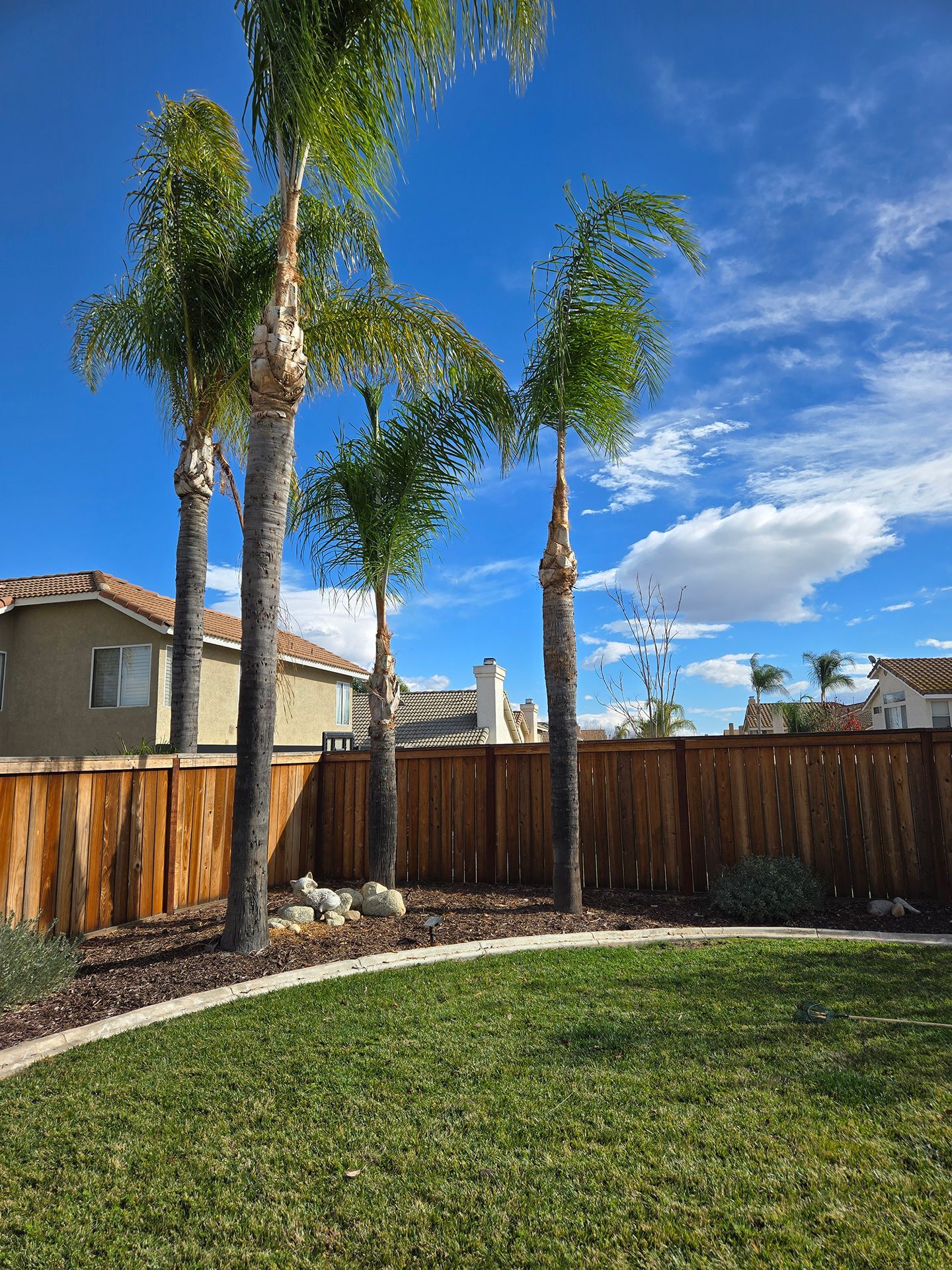 A backyard with a wooden fence and palm trees