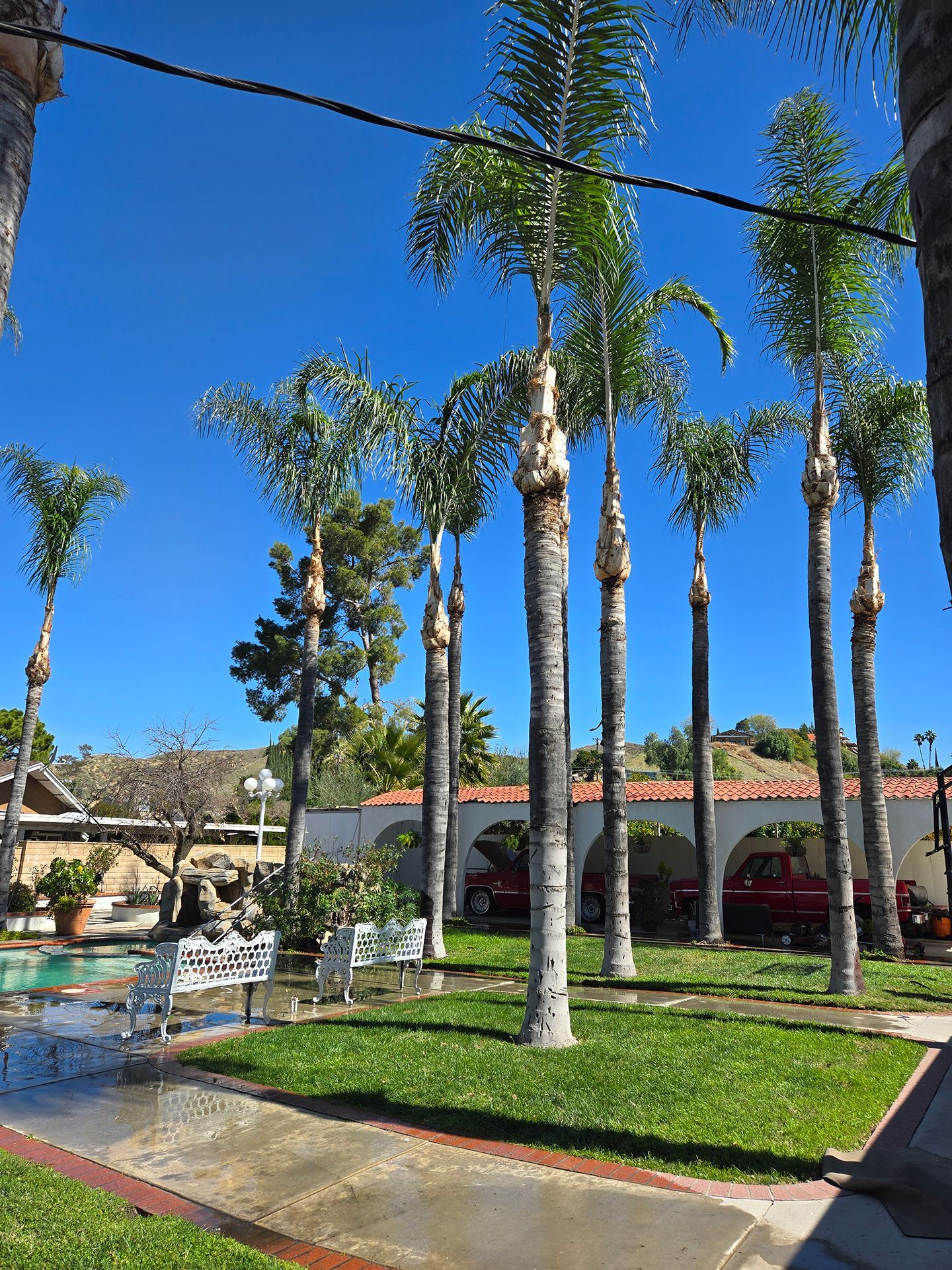 A row of palm trees in a park on a sunny day