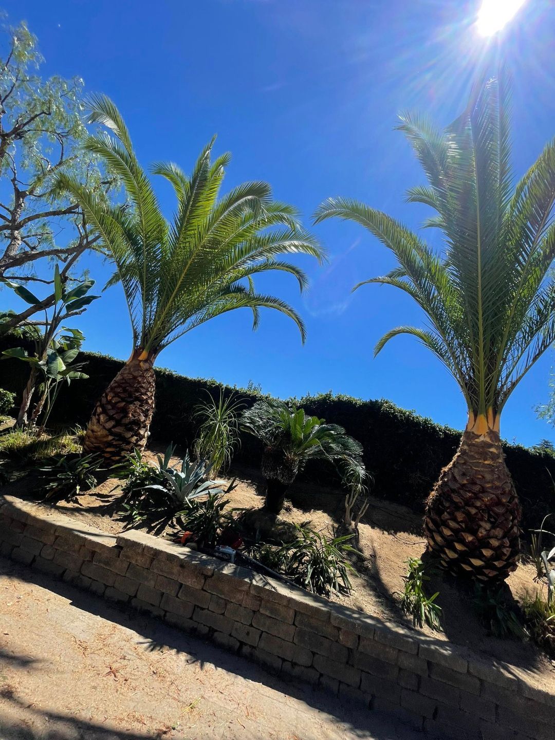 A row of palm trees against a blue sky