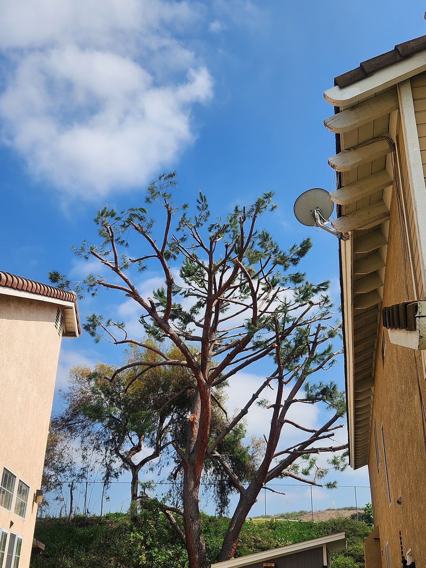 A satellite dish on the side of a building next to a tree