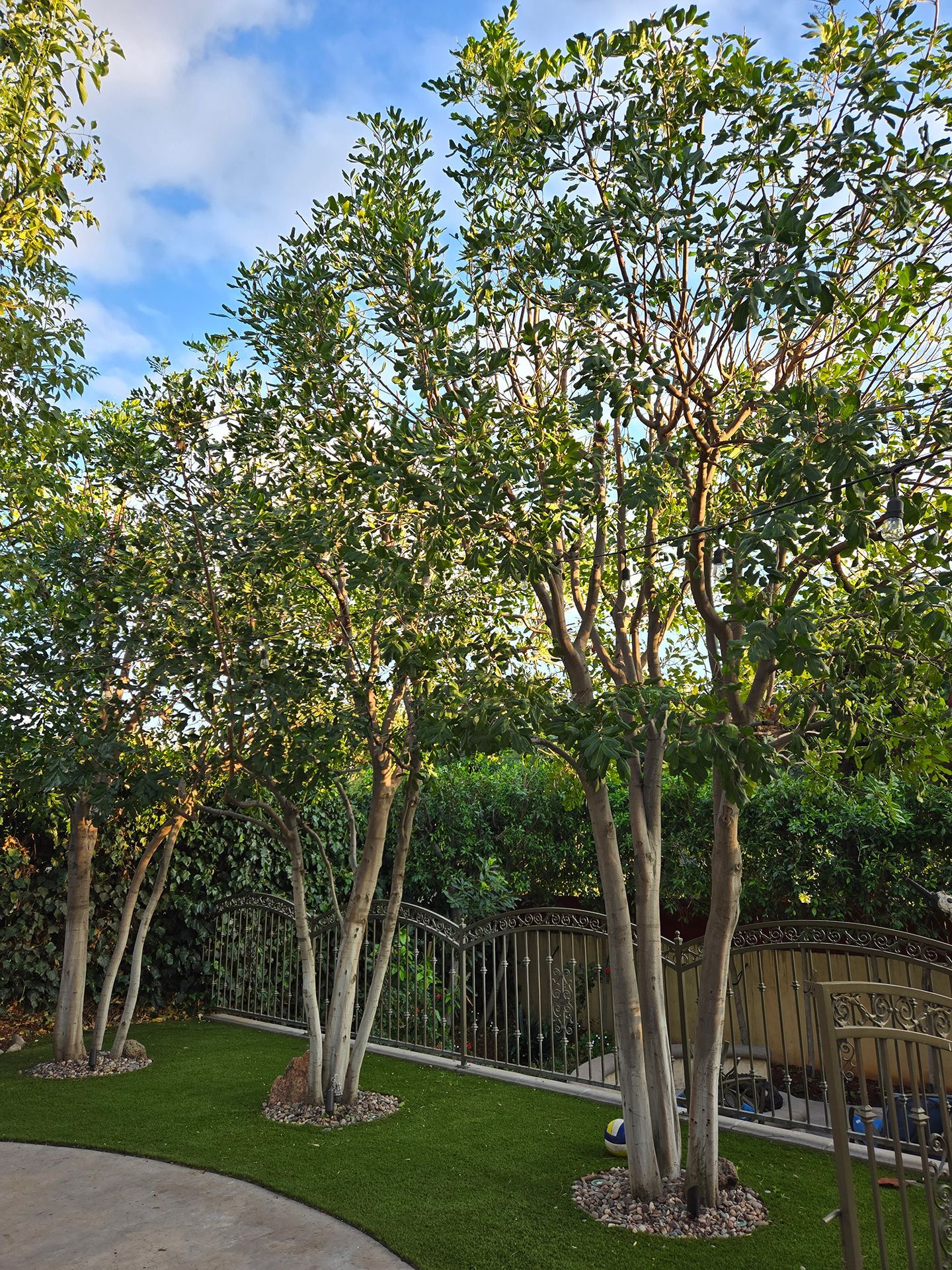 A row of trees in a yard with a fence in the background
