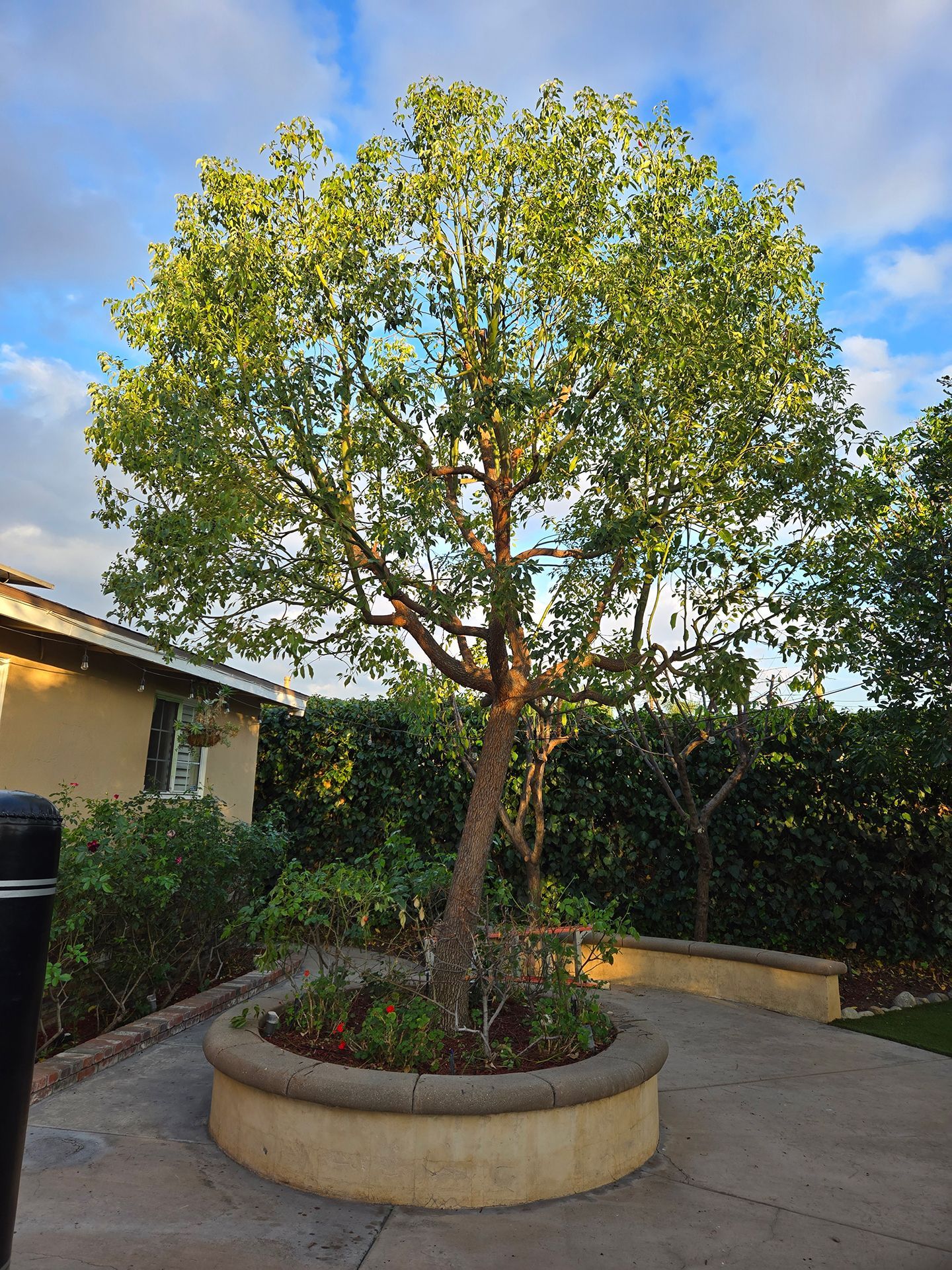 A large tree is sitting in a circular planter in a yard
