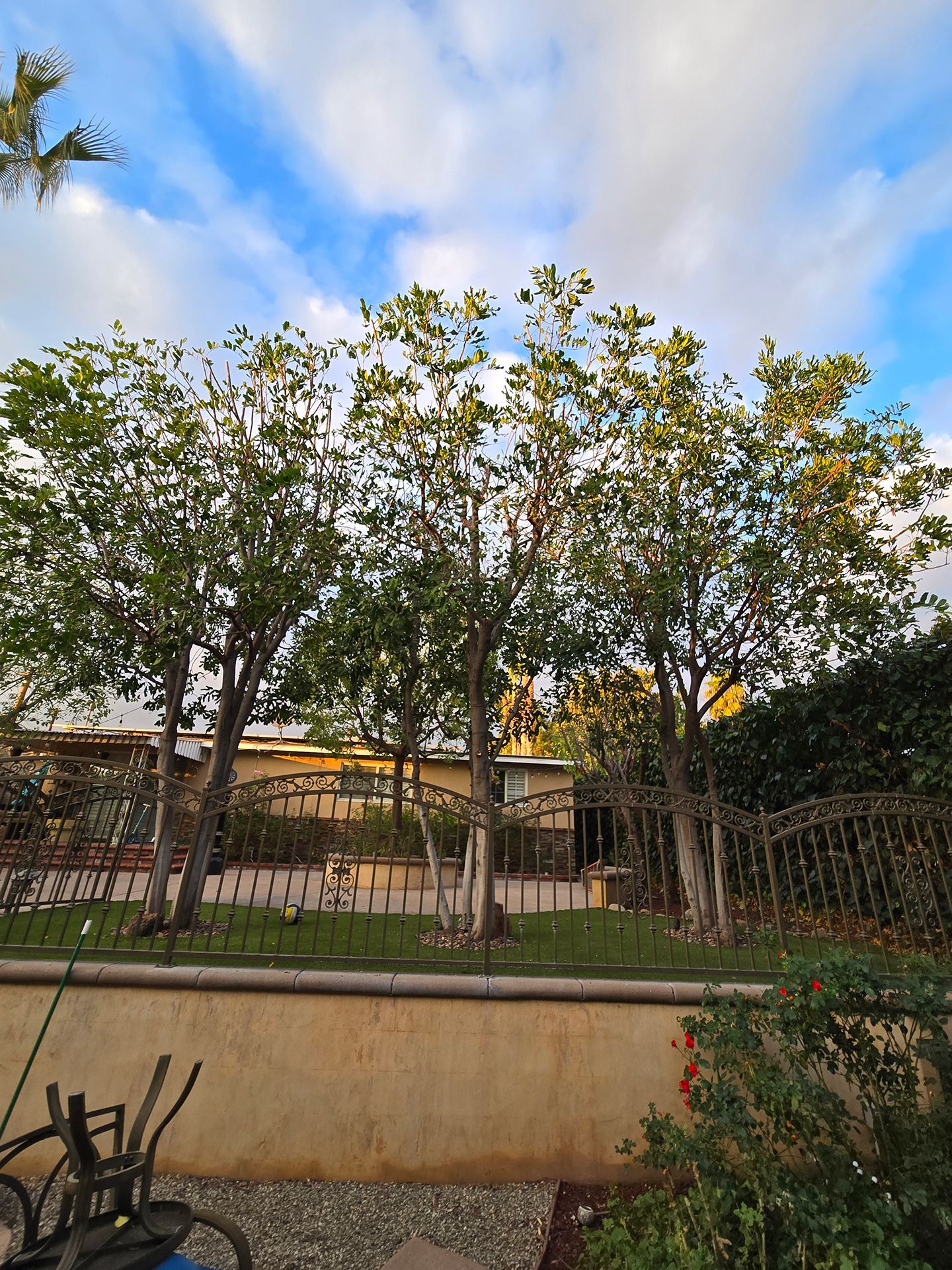 A row of trees in a park with a house in the background