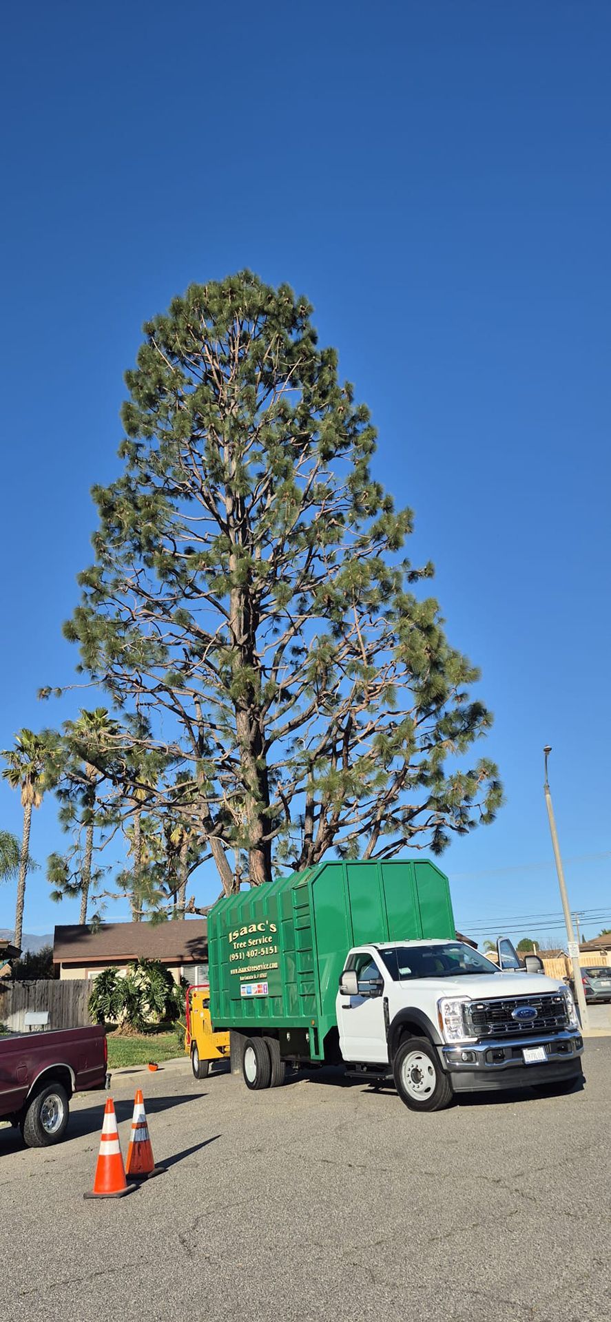 A white truck with a green trailer is parked next to a large pine tree