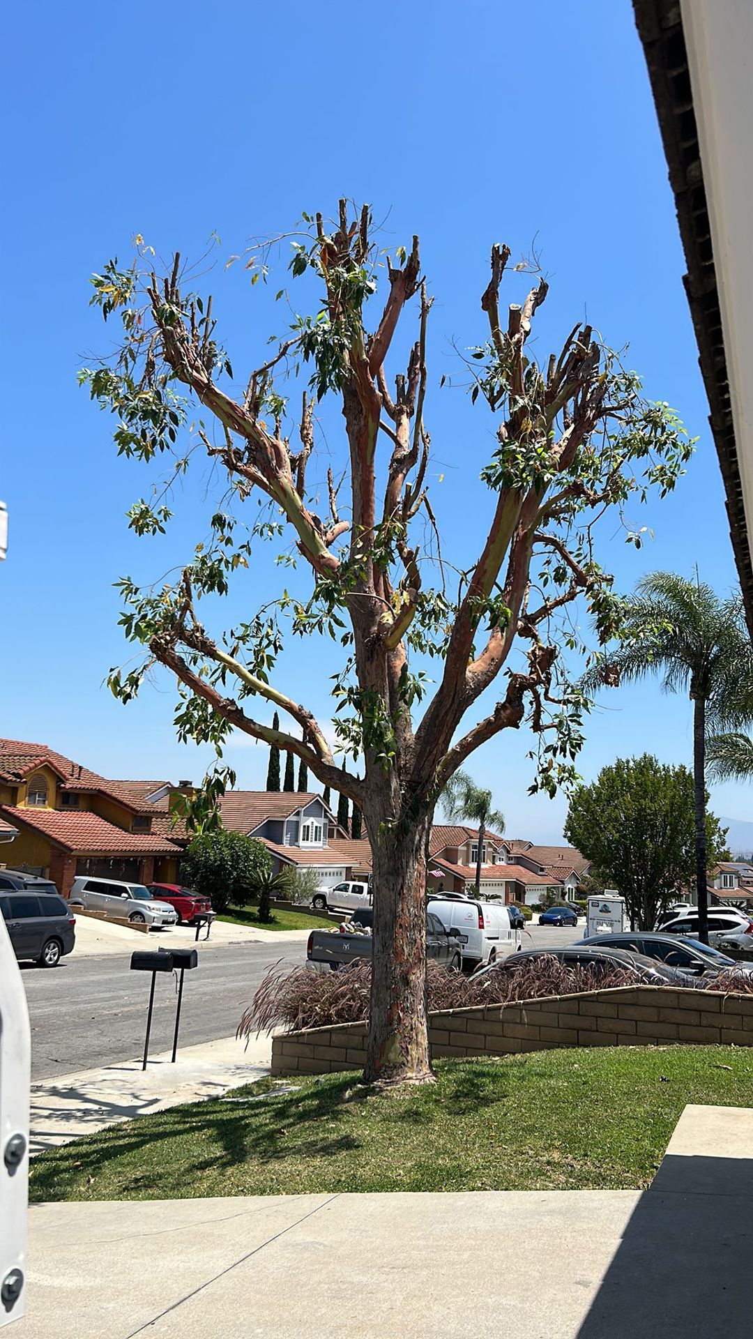 A tree with a lot of branches is in front of a house