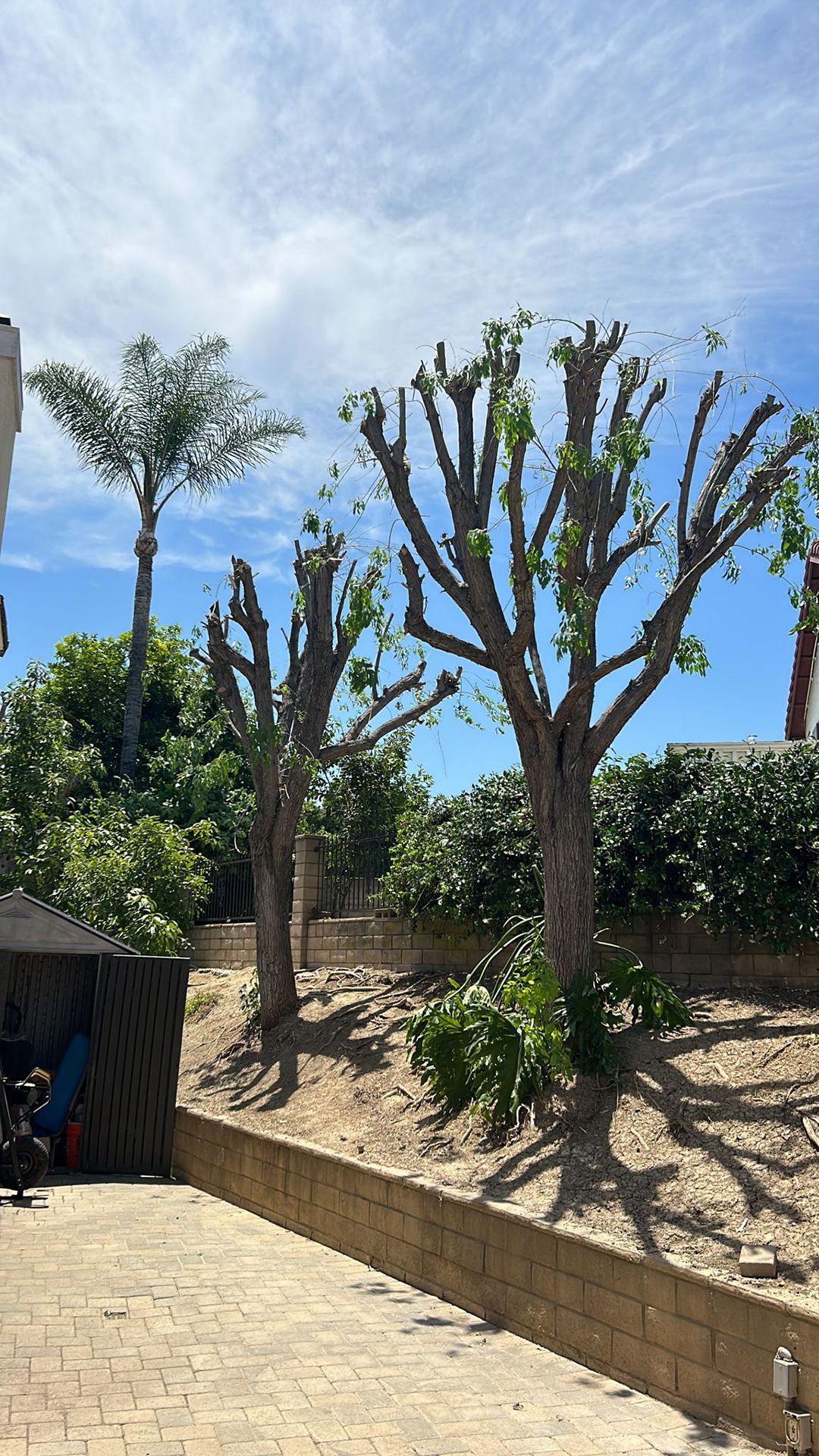 A group of trees sitting next to each other in a yard