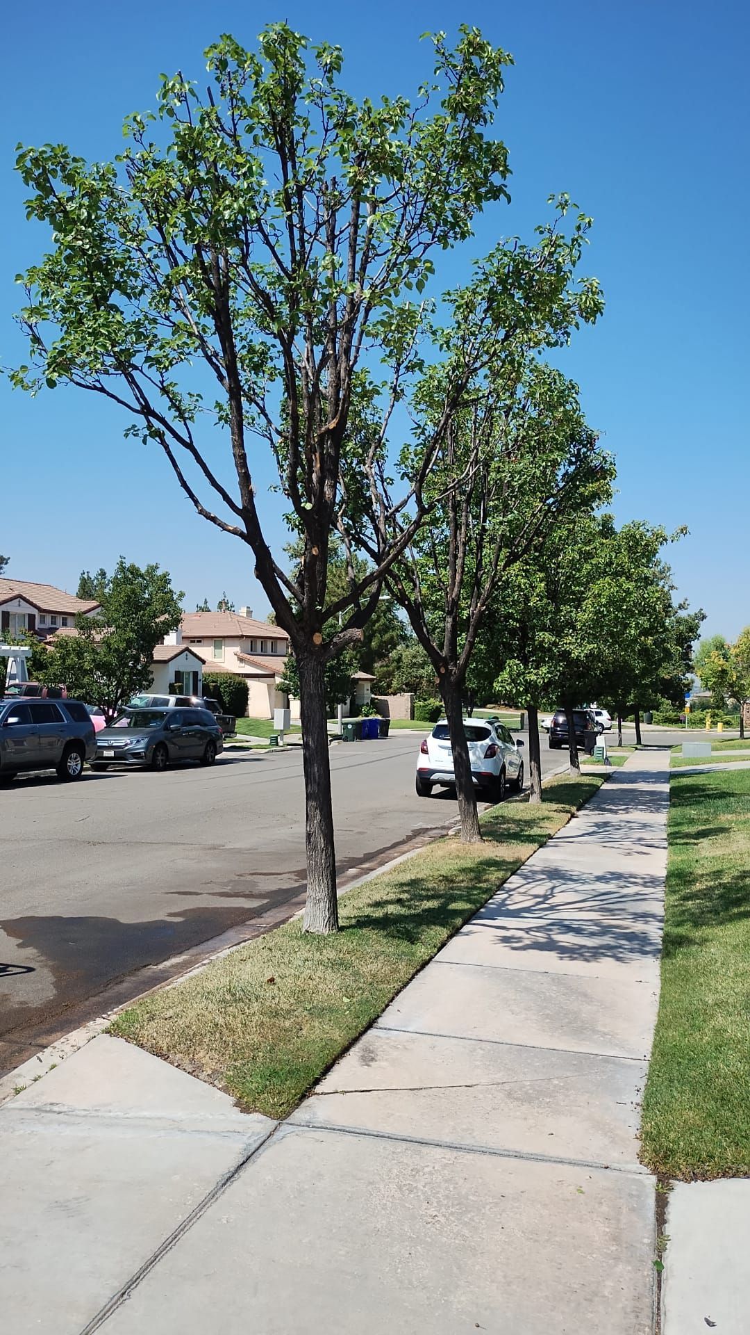 A row of trees along a sidewalk in a residential area