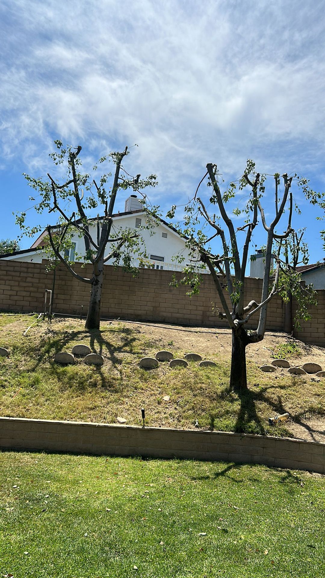 A couple of trees in a yard with a brick wall in the background