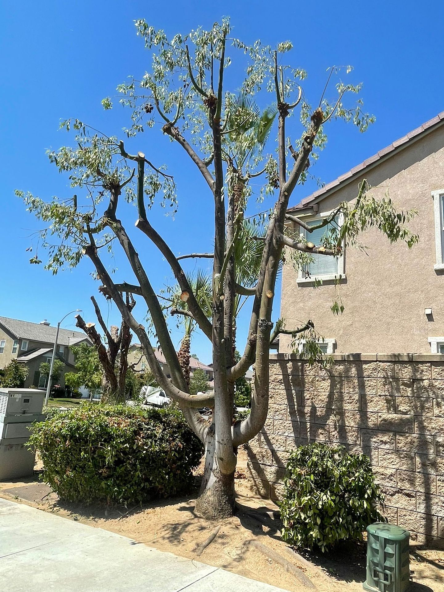A large tree is sitting in front of a house