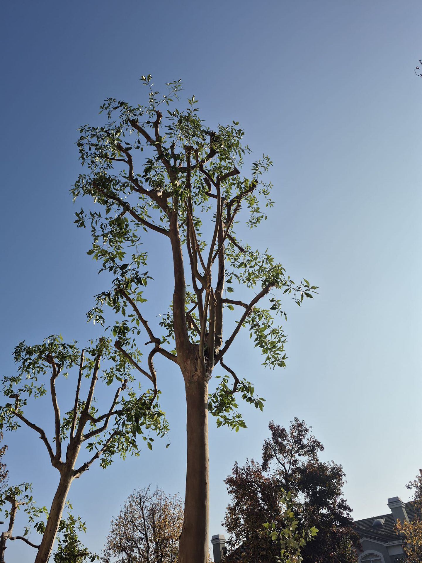 A tree with lots of branches and leaves against a blue sky