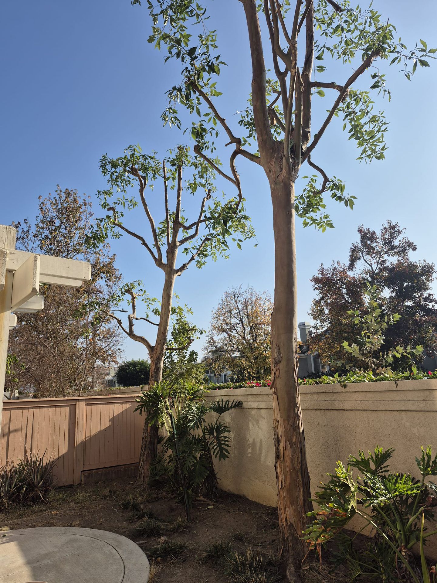 A tree in a backyard with a blue sky in the background
