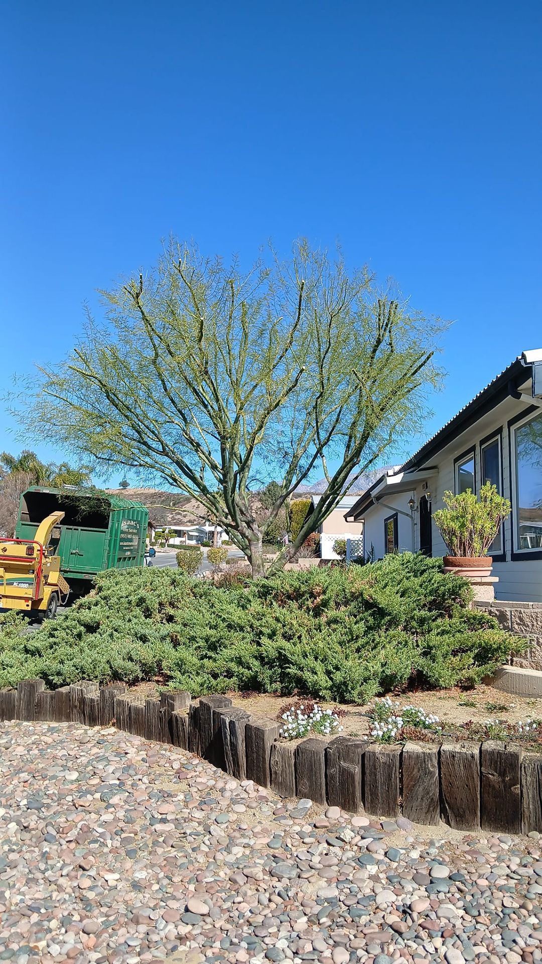 A man is cutting a tree in front of a house