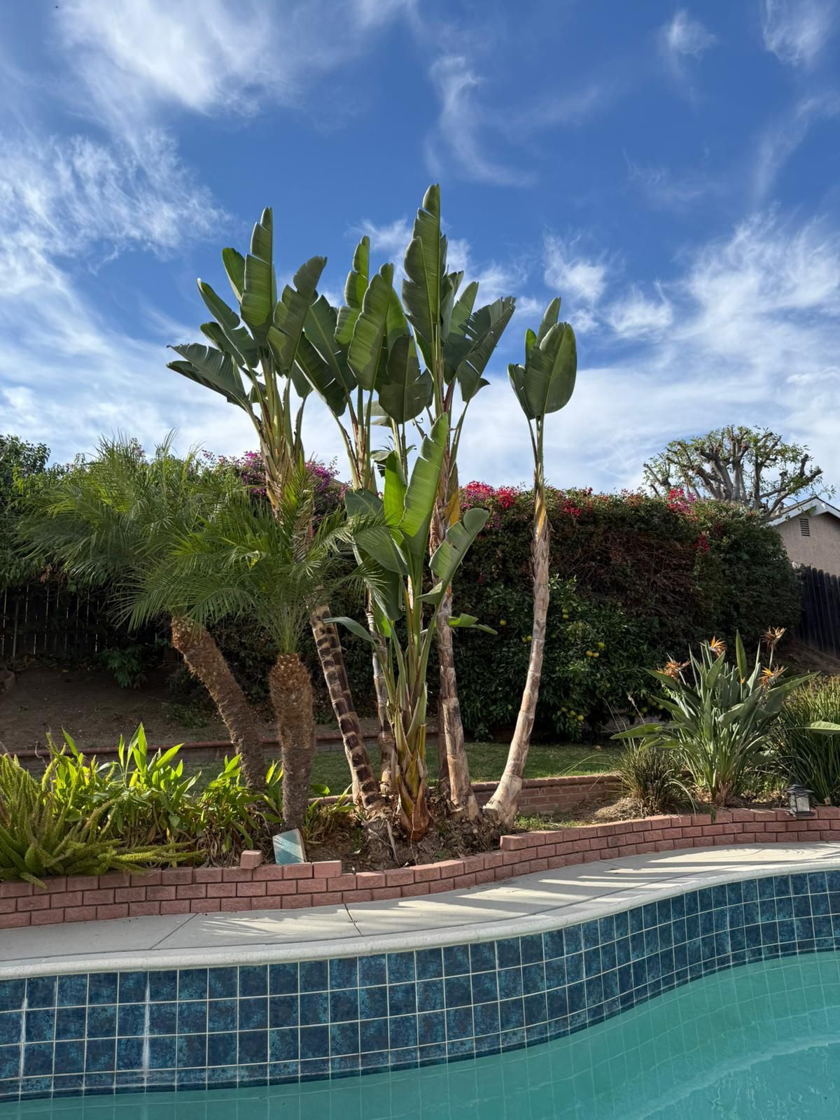 A swimming pool surrounded by palm trees on a sunny day