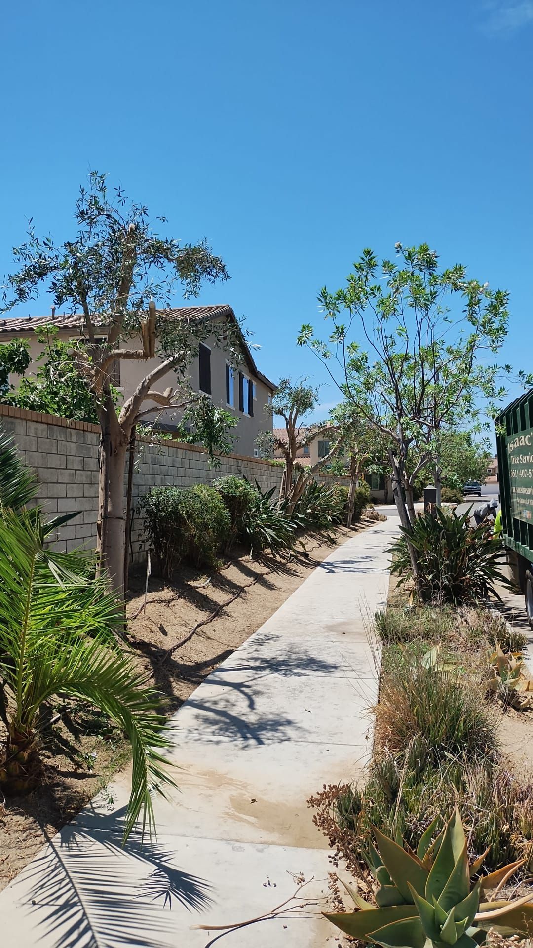 A sidewalk surrounded by trees and bushes on a sunny day