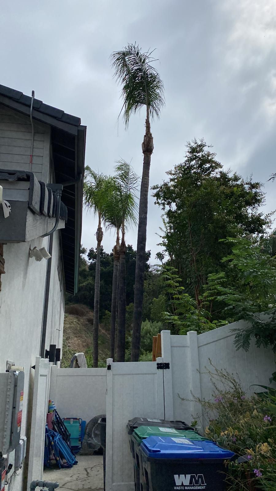 A palm tree is growing in the backyard of a house