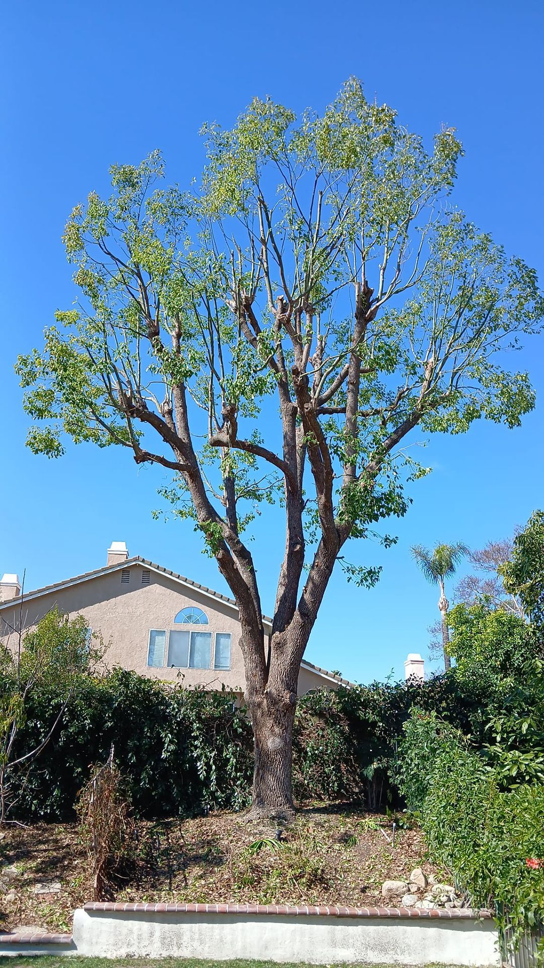 A large tree in front of a house with a blue sky in the background