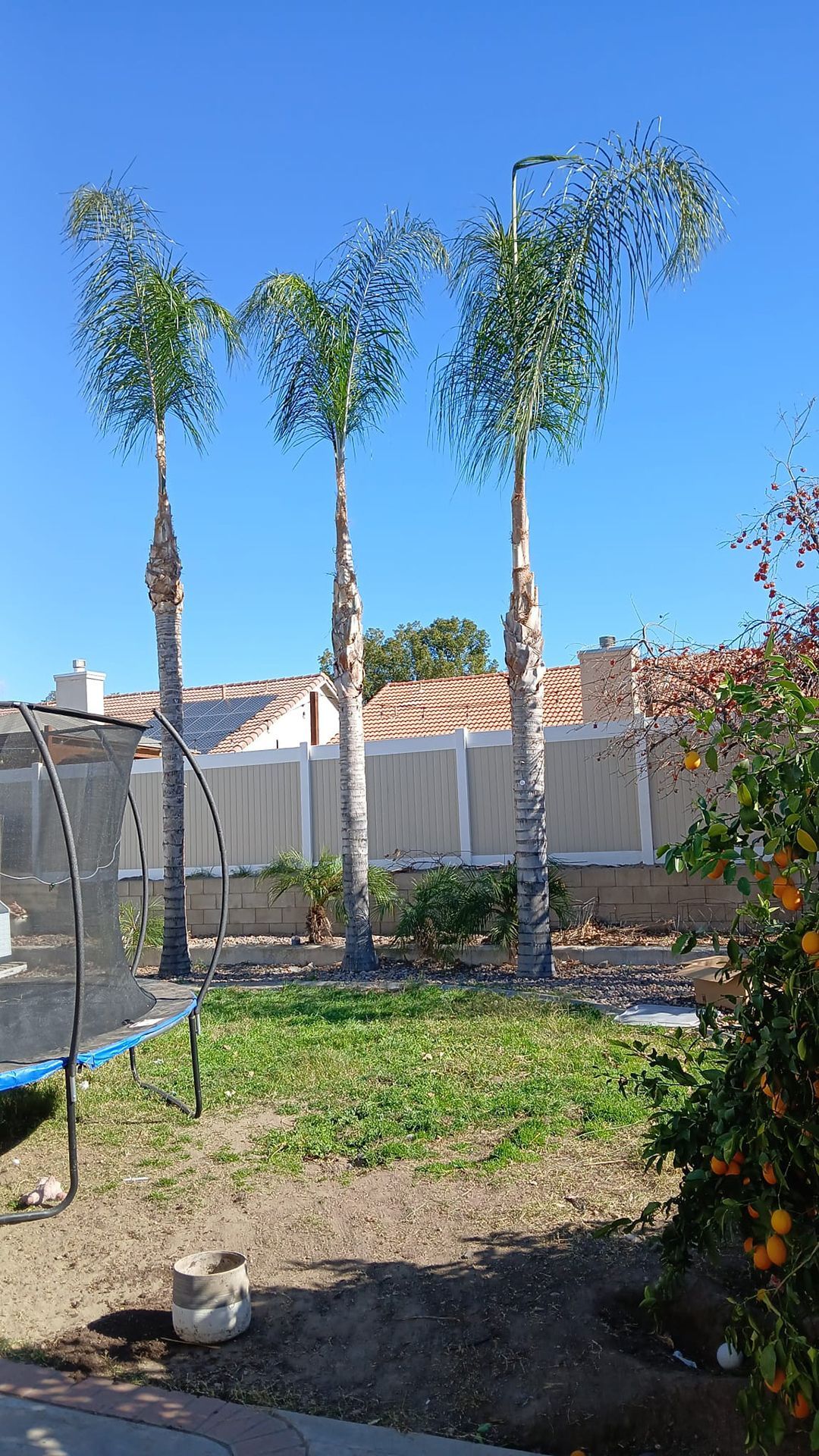 A trampoline is sitting in the middle of a backyard surrounded by palm trees