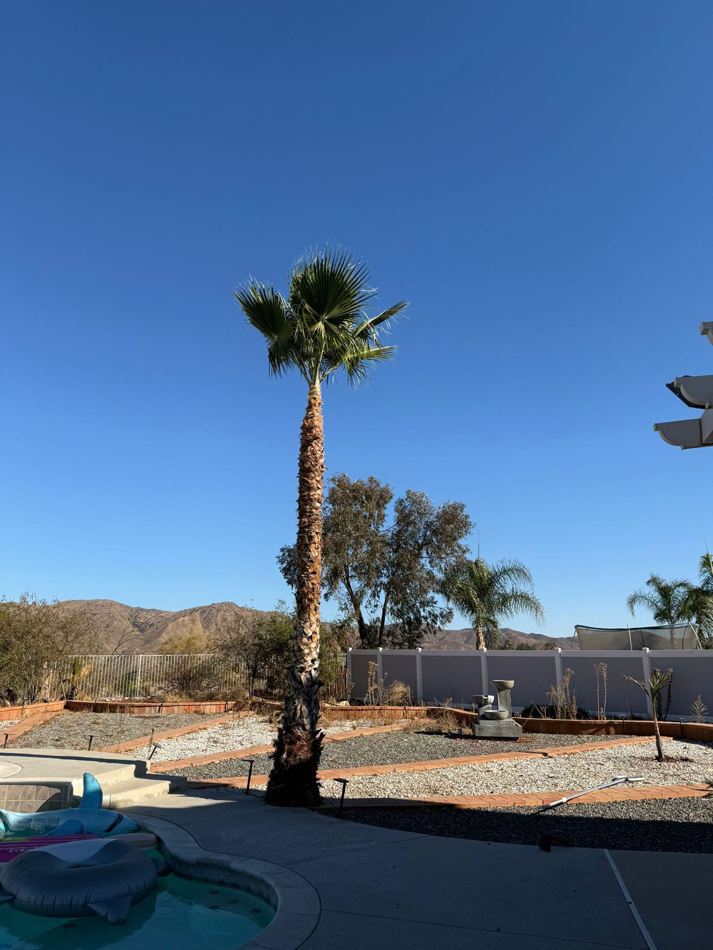 A palm tree is in the middle of a swimming pool
