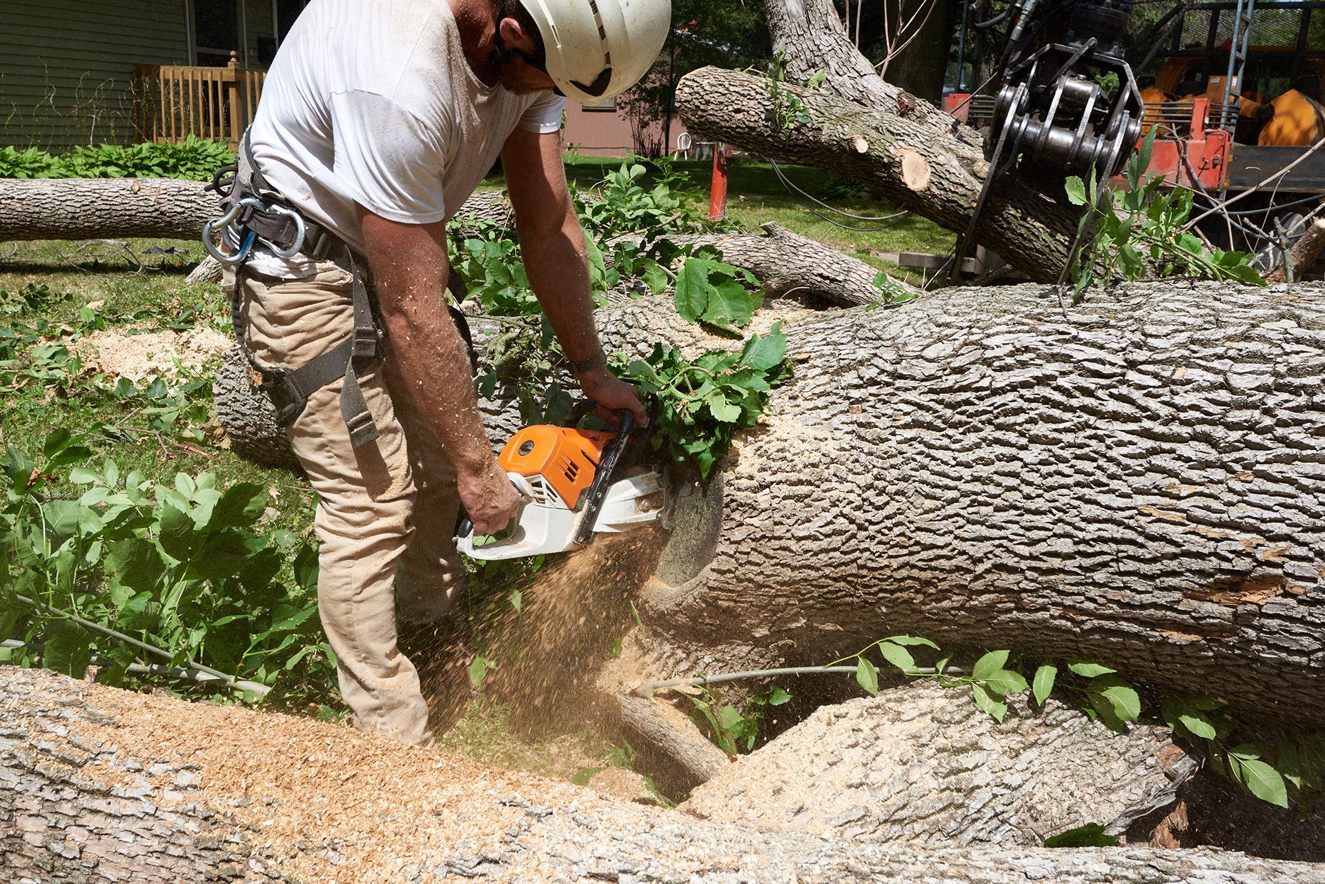 Cutting a Tree