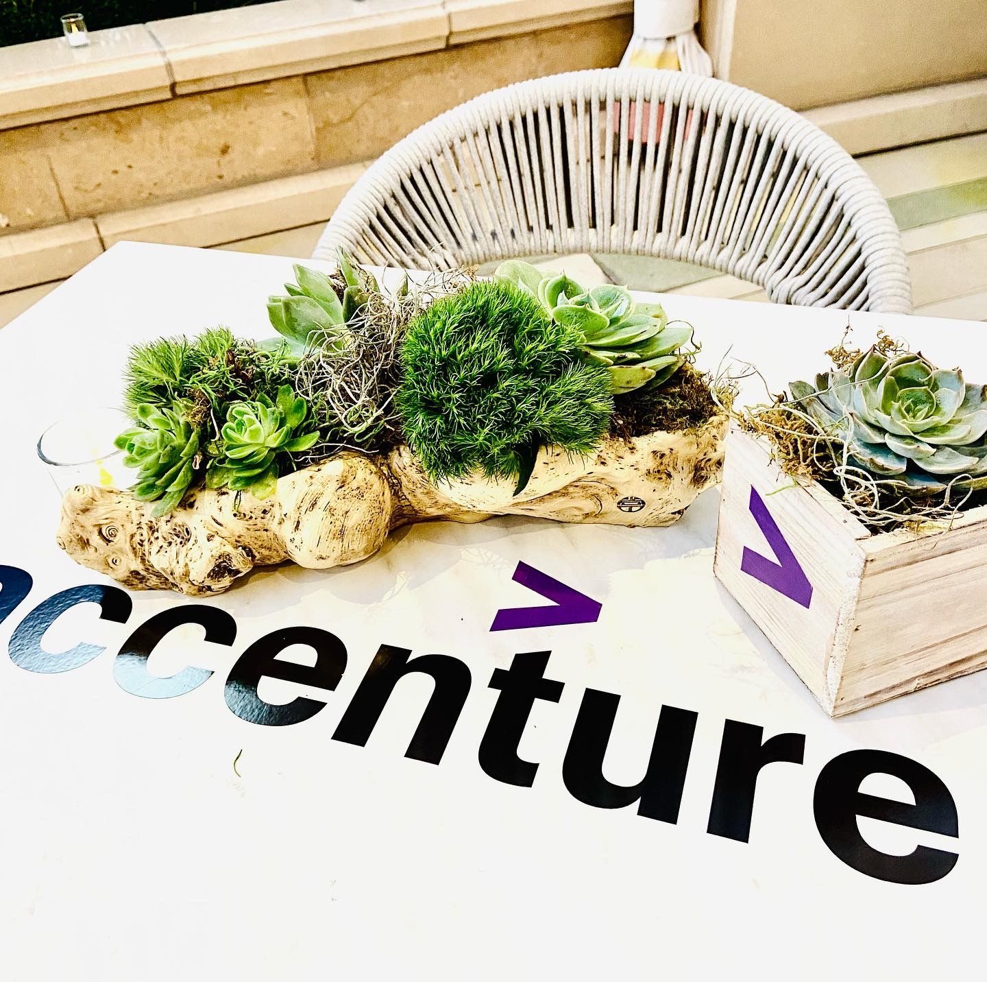 Succulents and driftwood sustainable Las Vegas corporate convention centerpieces
