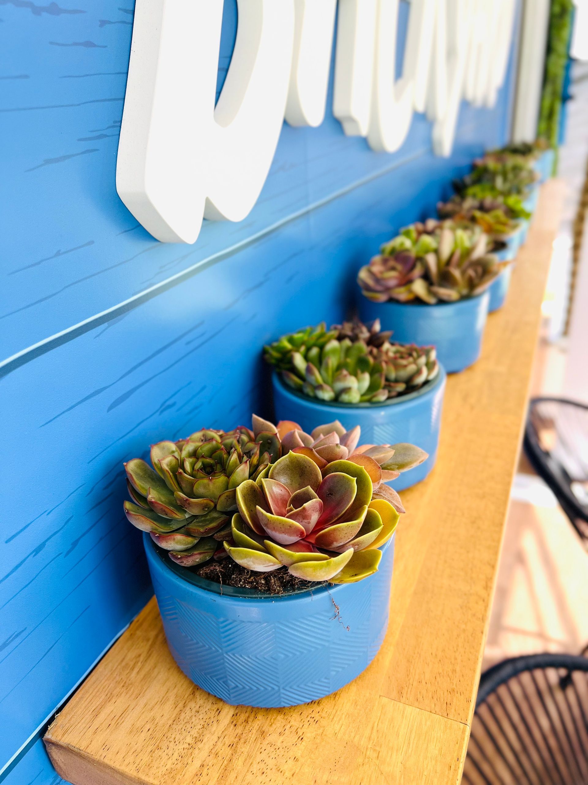 Succulent decor Las Vegas corporate event
