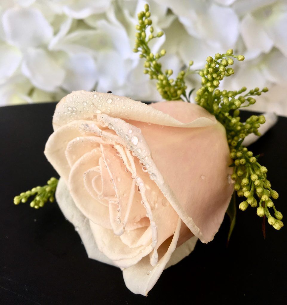 Pale peach rose with pearl-like dewdrops and green buds on a black background
