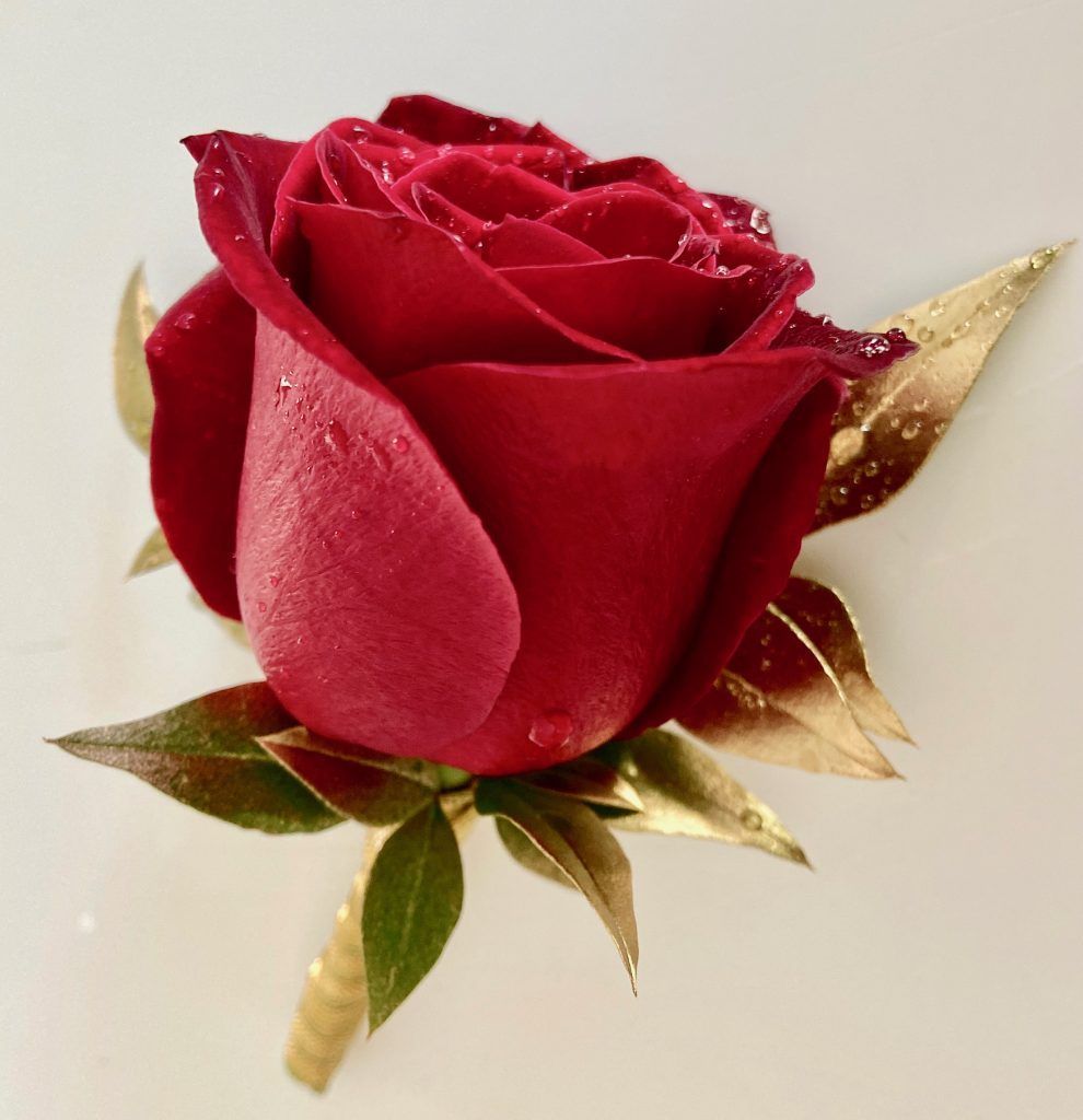 Red rose with gold leaves, shown in close-up against a plain background