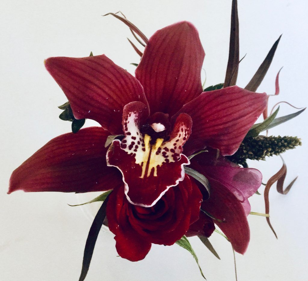 Deep burgundy orchid with white and yellow center on a plain background