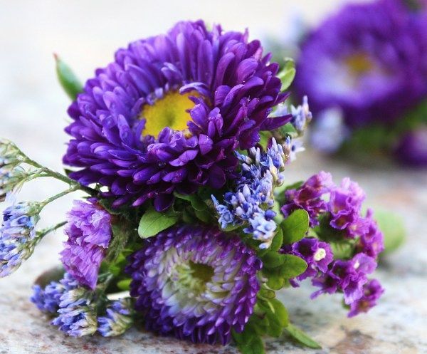 Purple asters arranged in a bouquet on a light surface