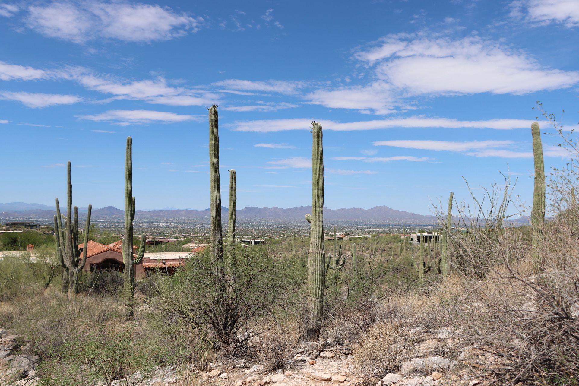 Saguaro cactus and desert foothills near Tucson, Arizona, the kind of setting home insurance in Tucson covers