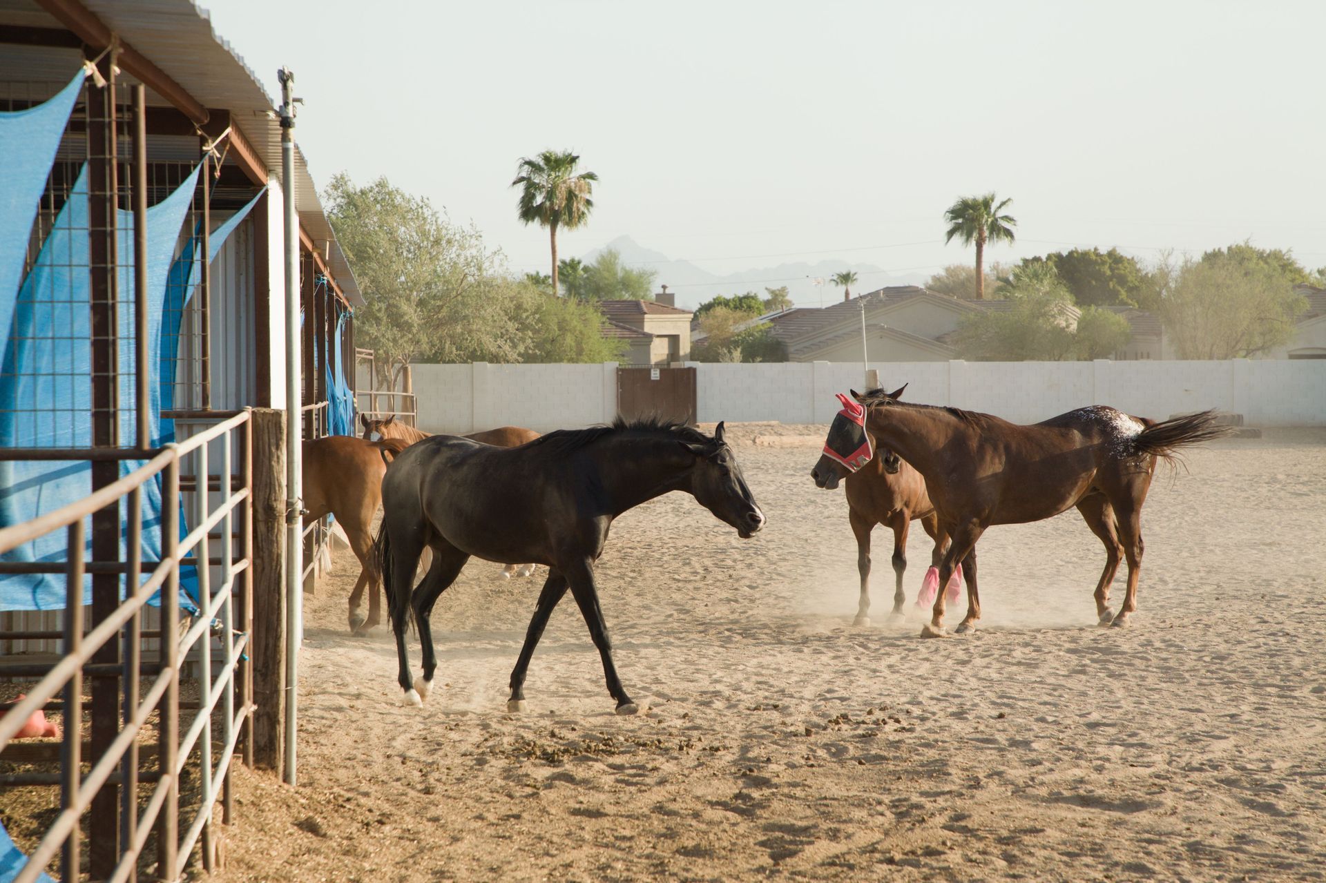 Horse property and barn on acreage in the Queen Creek Arizona East Valley desert landscape