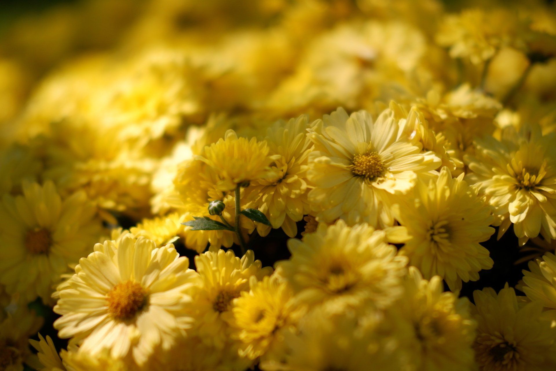 Um close de um buquê de flores amarelas com um centro amarelo.