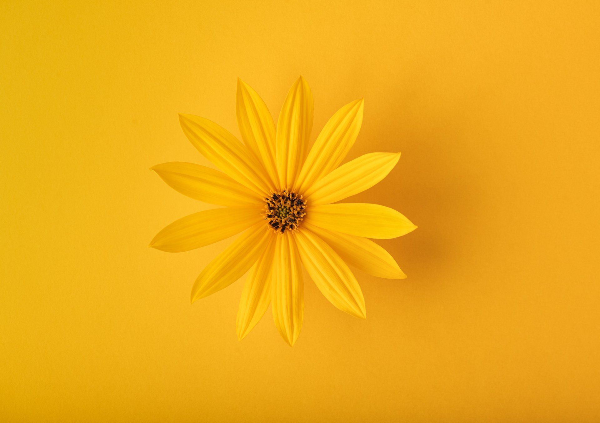 Um close de uma flor amarela em um fundo amarelo.