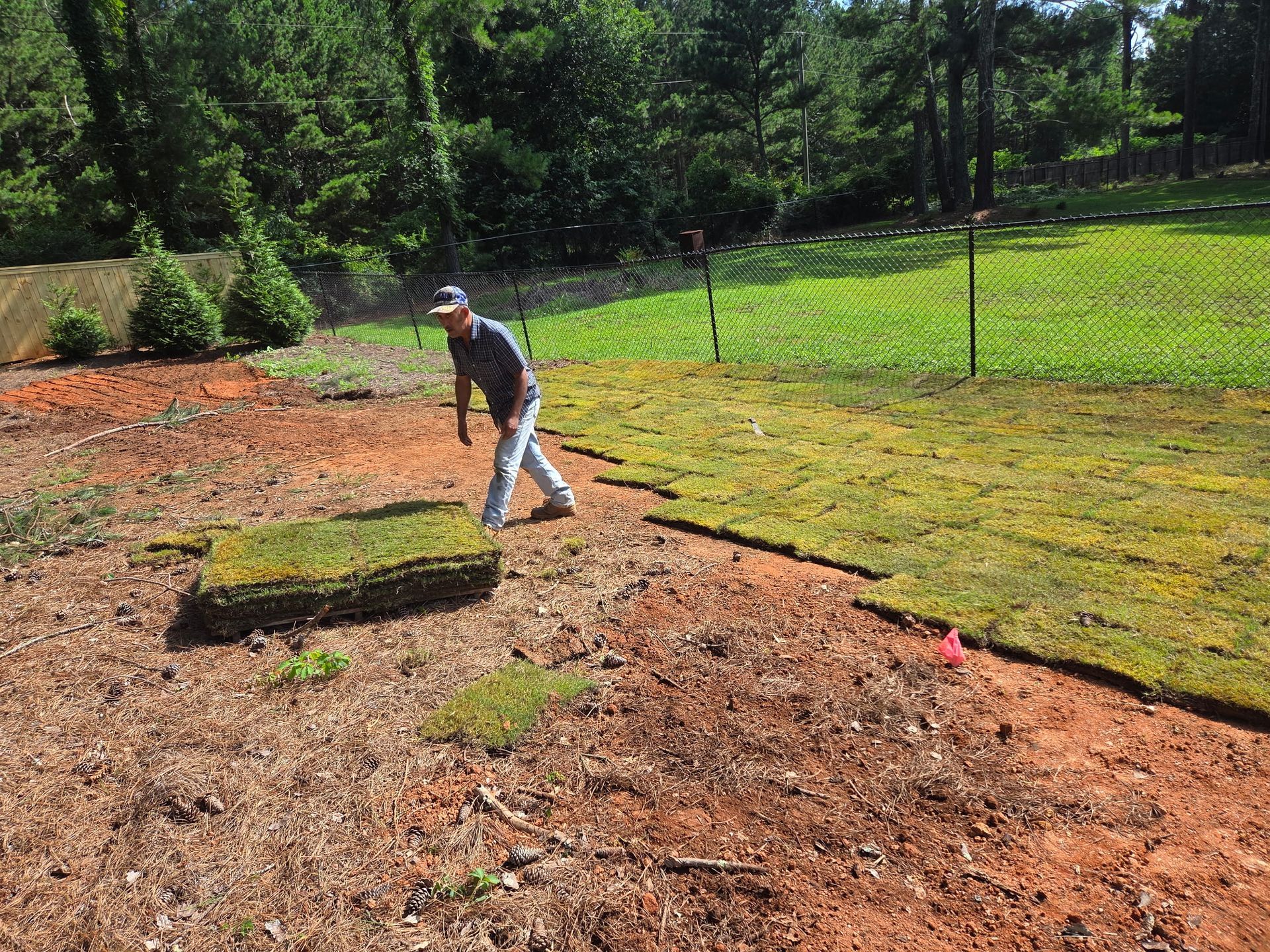 A person laying sod in a backyard with a chain link fence and trees in the background.