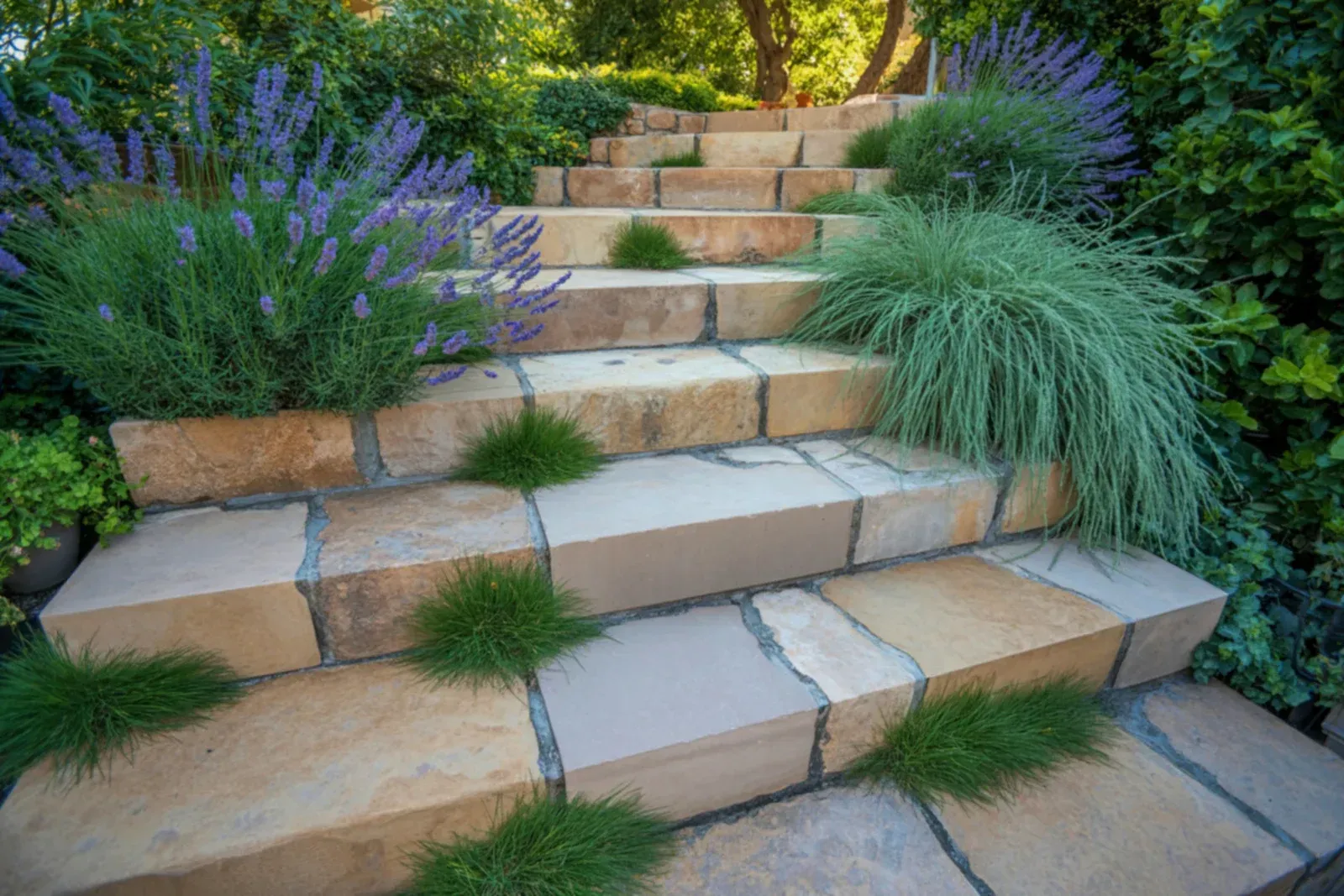Stone steps with lavender and green grass, leading up a garden path.