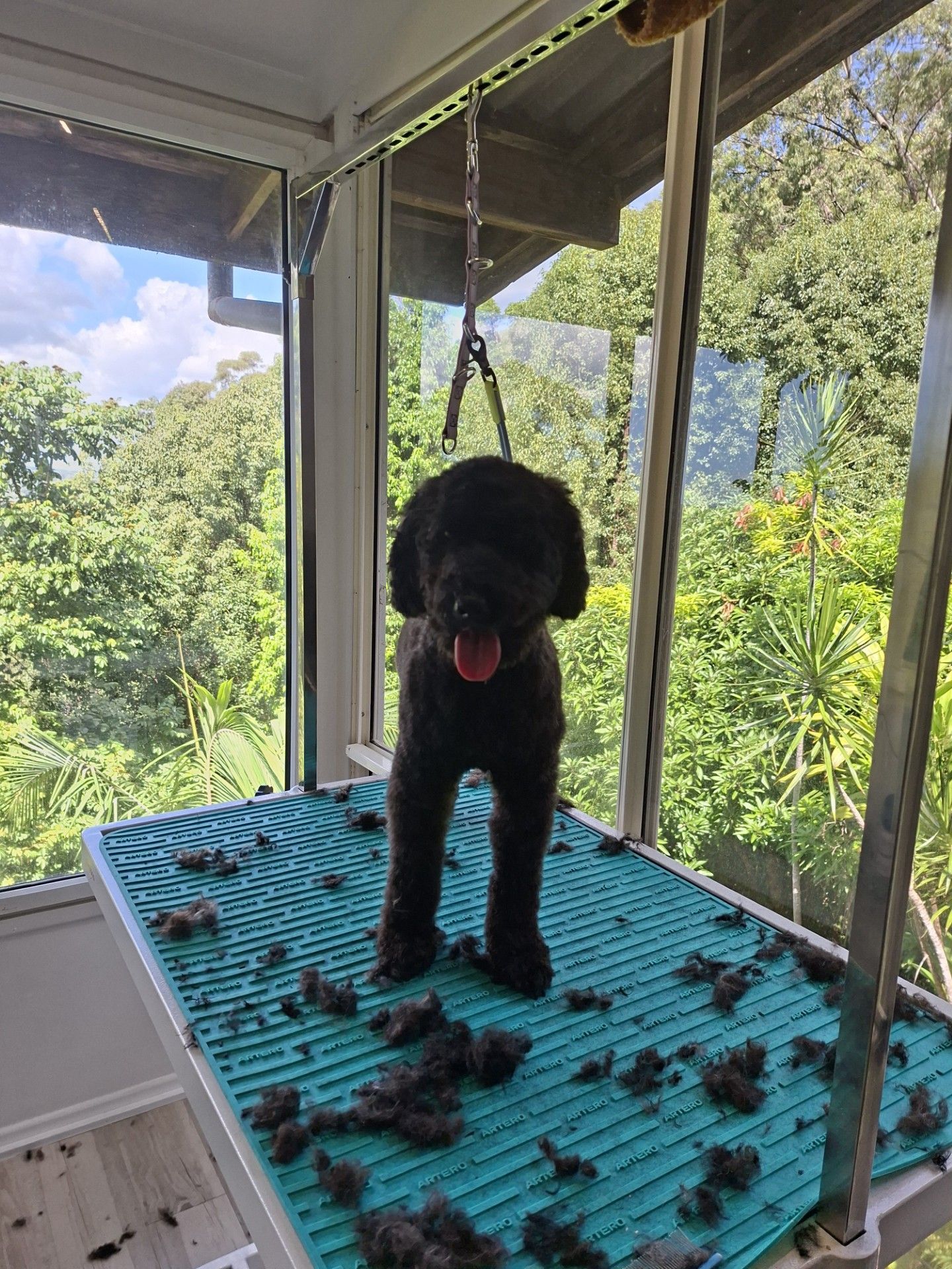 Black dog on a grooming table indoors, with trimmed fur scattered around and green trees outside the window.