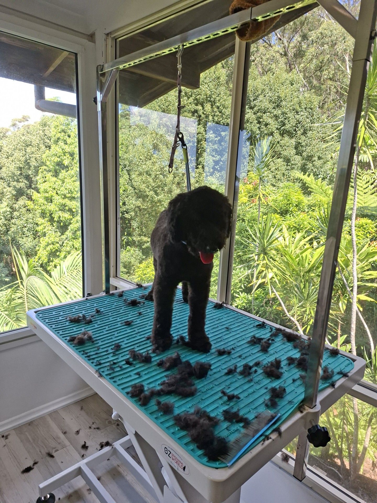 Black dog standing on a blue elevated grooming table in a screened porch overlooking greenery