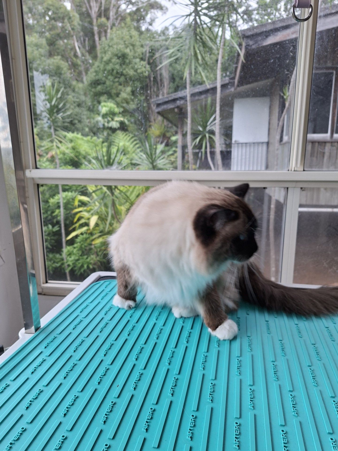 Fluffy cream-and-brown cat standing on a turquoise table by a window, with greenery outside.