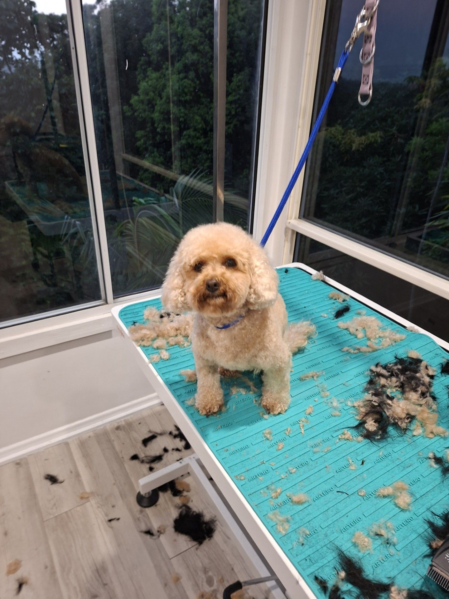 Small tan dog standing on a grooming table by a window, with clippers and fur clippings nearby.
