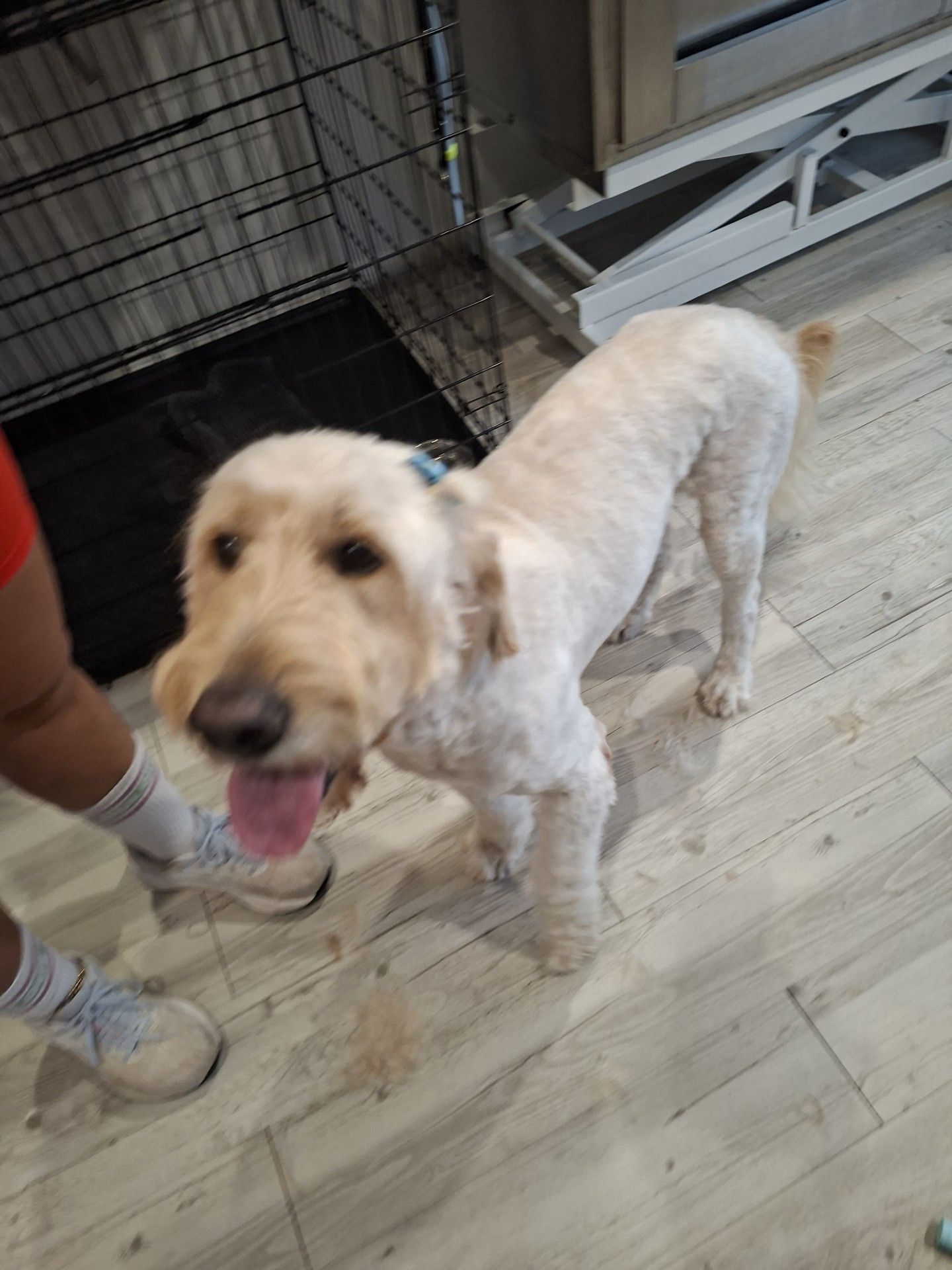 Light-colored dog standing indoors, panting beside a person’s legs on a wood floor.