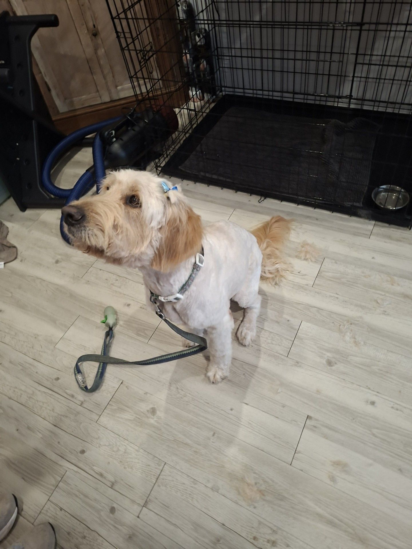 Small tan dog on a leash sitting on a light wood floor beside a black wire crate.