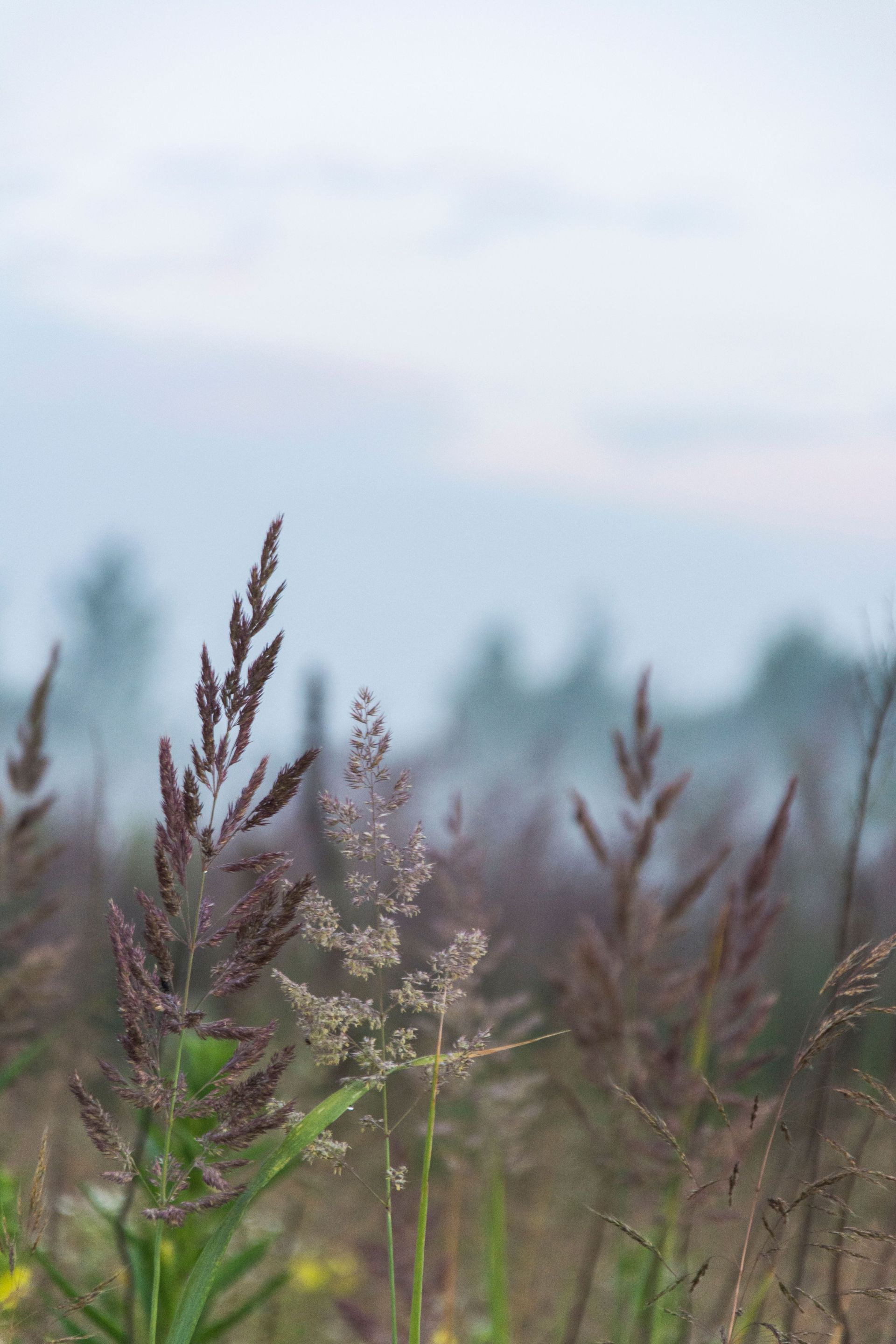 lavendar plant