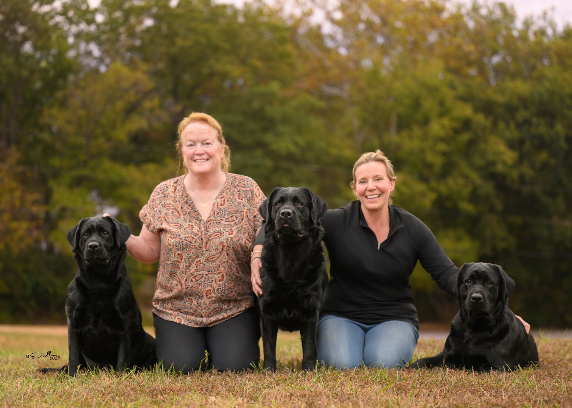 Meet our friendly, happy Labradors at Knollwood