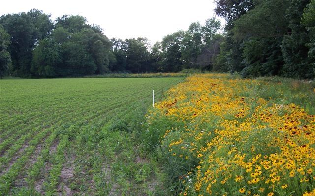 Field of green crops next to a strip of wildflowers, with trees in the background.