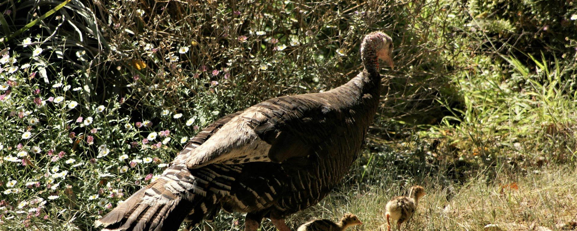 Turkey hen walking with several small chicks on a grassy slope.