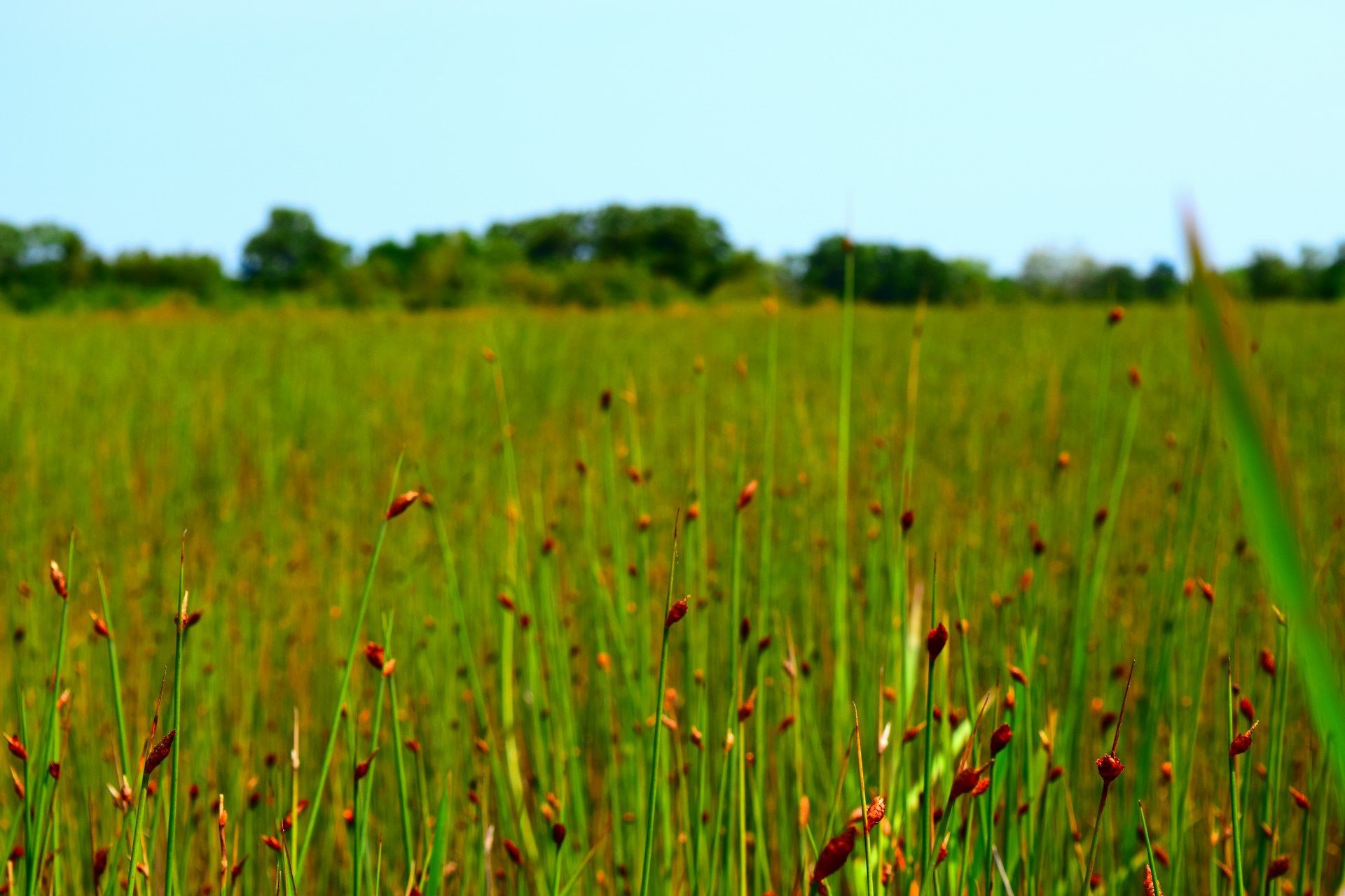 Green field of tall grass with brown seed heads, under a clear blue sky.