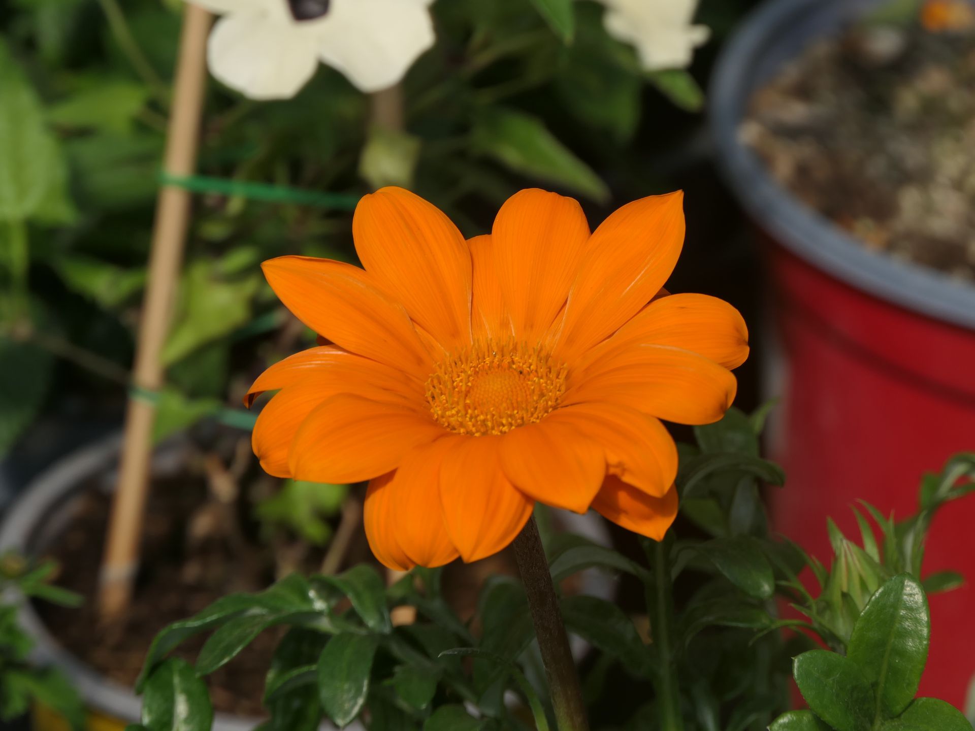 Blumige Gartenwerbung für „Tag der Offenen Gärtnerei“ am 25. und 26. April 2026, mit Gewächshaus und Gartenbühne
