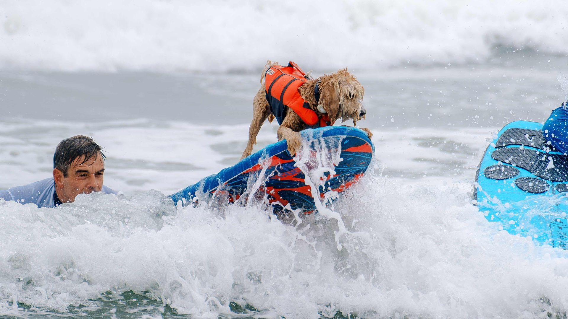 World Dog Surfing Championships