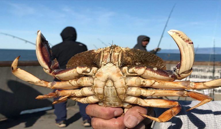 A person is holding a large crab in their hand.
